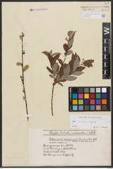 Salix aurita L. x Salix repens L.